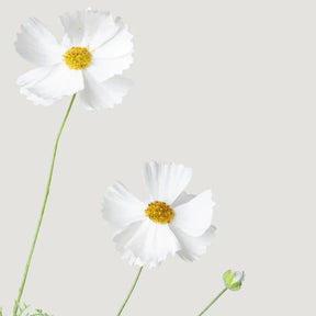 Flor Artificial Cosmos Margarida Silvestre Branca - sem vaso